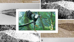 新技术指出仅有的始祖鸟原始羽毛标本或不属于始祖鸟